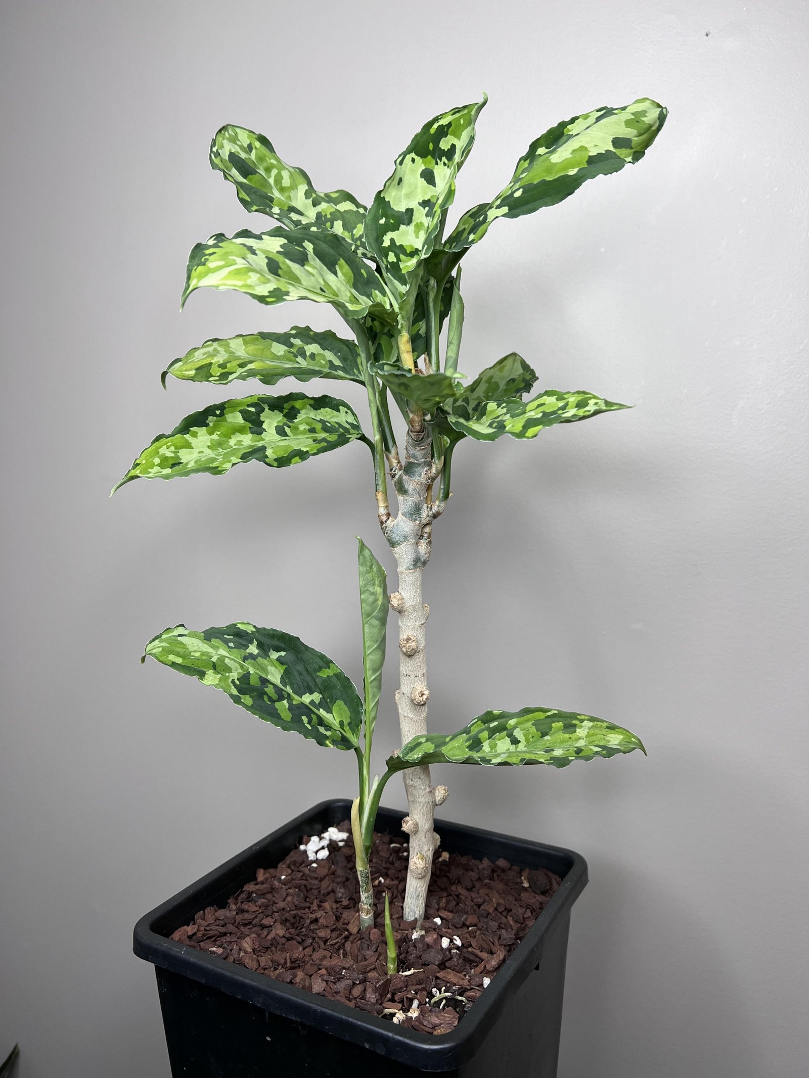Pictum Tricolor