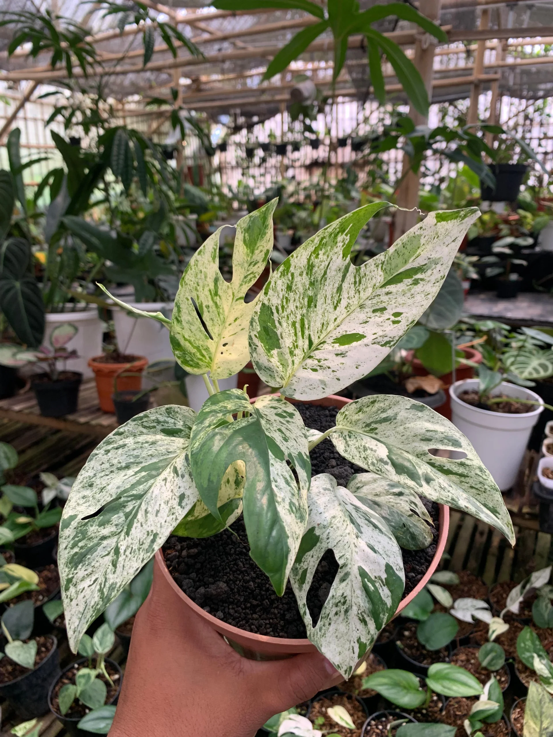 Epiprumnum Marble