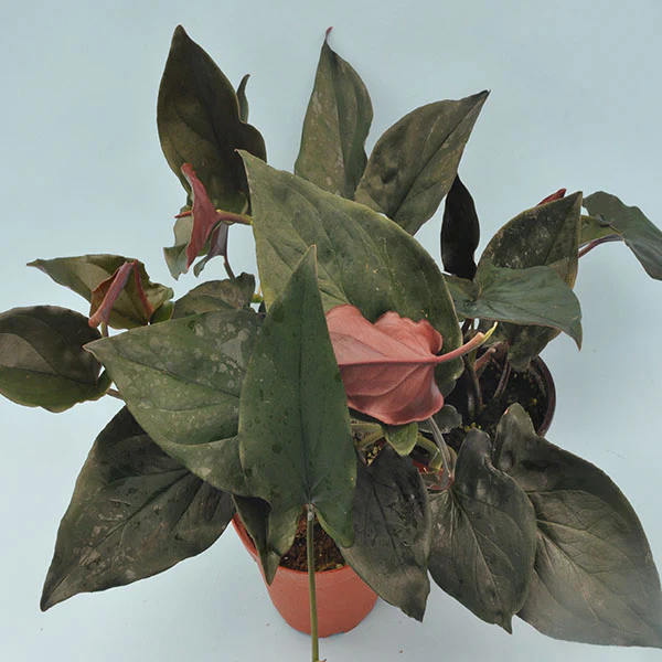 Llano Carti Red