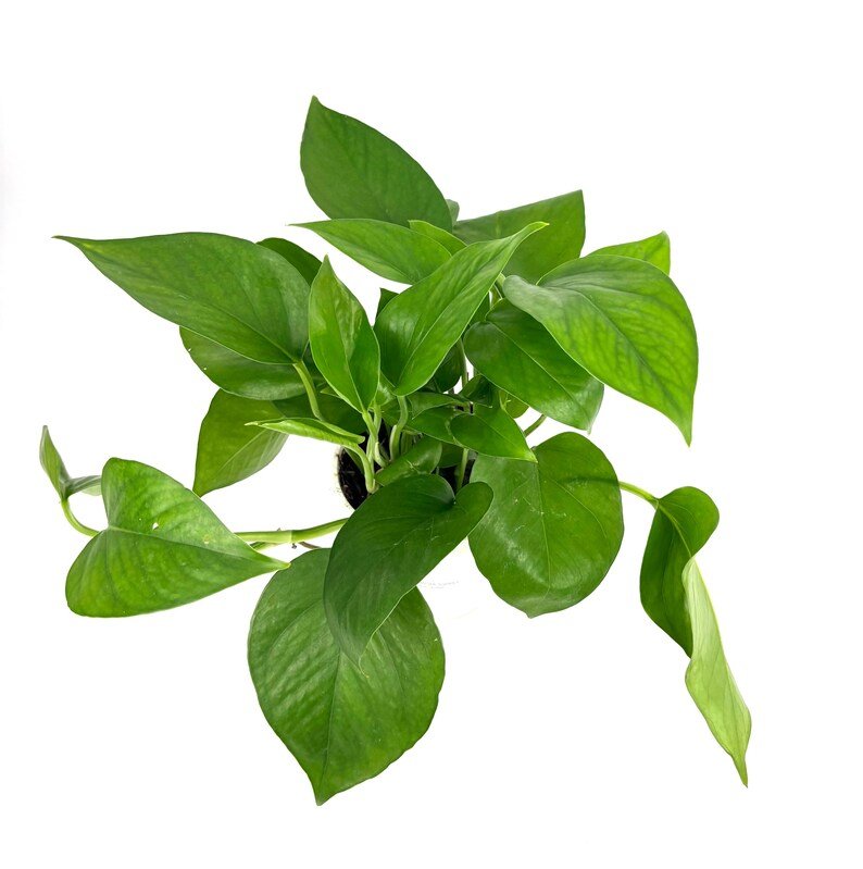 Epiprumnum Green
