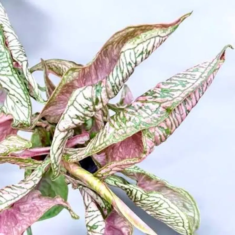 Pink Rollie