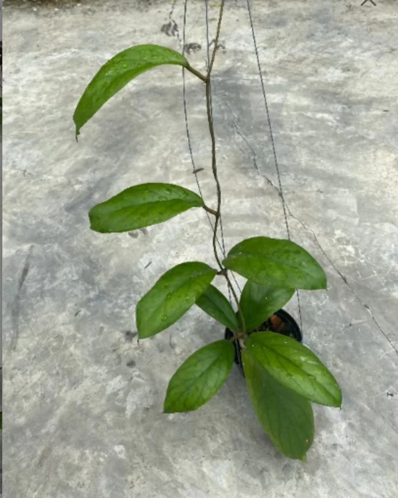 Vittellnoides